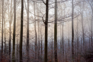 Forest in winter, Weibersbrunn, Spessart, Bavaria, Germany Forest in winter, Weibersbrunn, Spessart, Bavaria, Germany